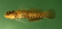To FishBase images (<i>Eviota abax</i>, Ogasawara Is., by Randall, J.E.)
