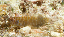 To FishBase images (<i>Eviota afelei</i>, Fiji, by Randall, J.E.)