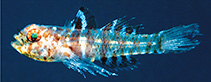 To FishBase images (<i>Eviota amphipora</i>, Papua New Guinea, by Erdmann, M.V.)