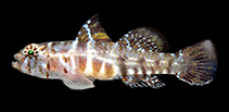 To FishBase images (<i>Eviota asymbasia</i>, Indonesia, by Erdmann, M.V.)