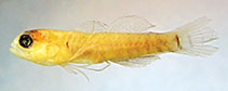 To FishBase images (<i>Eviota bilunula</i>, Fiji, by Greenfield, D.W.)