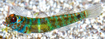To FishBase images (<i>Eviota bipunctata</i>, Timor-Leste, by Erdmann, M.V.)