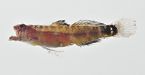 To FishBase images (<i>Eviota deminuta</i>, Marquesas Is., by Williams, J.T.)