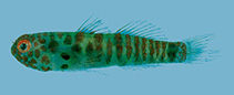 To FishBase images (<i>Eviota disrupta</i>, French Polynesia, by Winterbottom, R.)