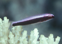 To FishBase images (<i>Eviota dorsopurpurea</i>, Papua New Guinea, by Randall, J.E.)