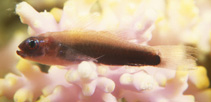 To FishBase images (<i>Eviota dorsogilva</i>, Fiji, by Randall, J.E.)