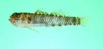 To FishBase images (<i>Eviota toshiyuki</i>, Japan, by Randall, J.E.)