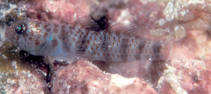 To FishBase images (<i>Eviota epiphanes</i>, by Randall, J.E.)