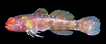 To FishBase images (<i>Eviota erdmanni</i>, Indonesia, by Erdmann, M.V.)