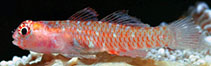 To FishBase images (<i>Eviota fallax</i>, Indonesia, by Allen, G.R.)