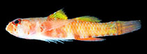 To FishBase images (<i>Eviota flavipinnata</i>, Ryukyu Is., by KAUM Fish Team)