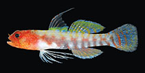 To FishBase images (<i>Eviota flebilis</i>, Ryukyu Is., by Suzuki, T.)