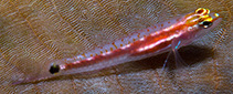 To FishBase images (<i>Eviota gunawanae</i>, Indonesia, by Erdmann, M.V.)