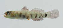 To FishBase images (<i>Eviota hinanoae</i>, French Polynesia, by Williams, J.T.)