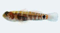 To FishBase images (<i>Eviota indica</i>, Palau, by Winterbottom, R.)