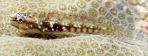 To FishBase images (<i>Eviota infulata</i>, French Polynesia, by Randall, J.E.)