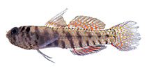 To FishBase images (<i>Eviota japonica</i>, Japan, by Suzuki, T.)