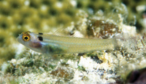 To FishBase images (<i>Eviota karaspila</i>, Fiji, by Randall, J.E.)
