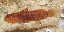 To FishBase images (<i>Eviota korechika</i>, Indonesia, by Allen, G.R.)