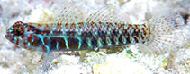 To FishBase images (<i>Eviota maculosa</i>, Indonesia, by Erdmann, M.V.)