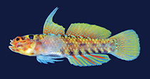 To FishBase images (<i>Eviota masudai</i>, Japan, by Aizawa,, M.)