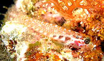 To FishBase images (<i>Eviota melasma</i>, Australia, by González-Cabello, A.)