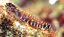To FishBase images (<i>Eviota melanosphena</i>, Australia, by Gonzalez Cabello, A.)