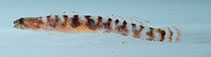 To FishBase images (<i>Evermannichthys metzelaari</i>, Curaçao I., by Van Tassell, J.)