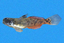 To FishBase images (<i>Evorthodus minutus</i>, El Salvador, by Robertson, R.)