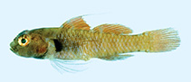To FishBase images (<i>Eviota monostigma</i>, New Caledonia, by Winterbottom, R.)