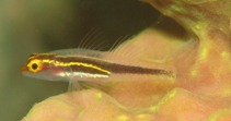 To FishBase images (<i>Eviota nigrispina</i>, by Kanehara, H.)