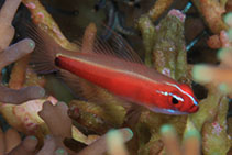 To FishBase images (<i>Eviota nigriventris</i>, Indonesia, by Erdmann, M.V.)