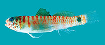 To FishBase images (<i>Eviota nigripinna</i>, Chagos Is., by Winterbottom, R.)