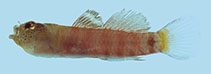 To FishBase images (<i>Eviota occasa</i>, Palau, by Winterbottom, R.)