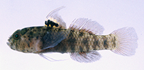 To FishBase images (<i>Eviota ocellifer</i>, Ryukyu Is., by Suzuki, T.)