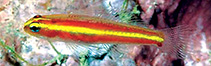 To FishBase images (<i>Eviota pamae</i>, Indonesia, by Allen, G.R.)