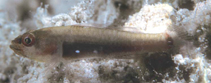To FishBase images (<i>Eviota partimacula</i>, Marshall Is., by Randall, J.E.)