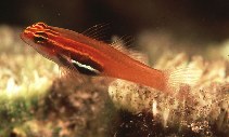 To FishBase images (<i>Eviota atriventris</i>, Indonesia, by Randall, J.E.)