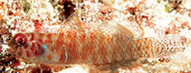To FishBase images (<i>Eviota punctulata</i>, Fiji, by Randall, J.E.)
