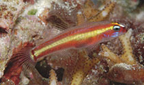 To FishBase images (<i>Eviota raja</i>, Indonesia, by Allen, G.R.)