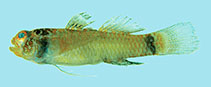 To FishBase images (<i>Eviota richardi</i>, Fiji, by Winterbottom, R.)