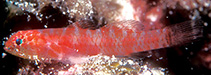 To FishBase images (<i>Eviota rubra</i>, Hawaii, by Randall, J.E.)