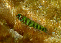To FishBase images (<i>Eviota saipanensis</i>, Papua New Guinea, by Sokou, P.)