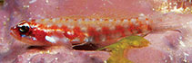 To FishBase images (<i>Eviota sigillata</i>, Fiji, by Randall, J.E.)
