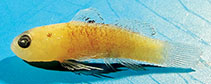 To FishBase images (<i>Eviota singula</i>, Palau, by Greenfield, D.W.)