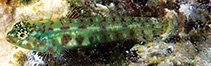 To FishBase images (<i>Eviota smaragdus</i>, American Samoa, by Kuwabara, J.)