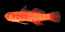 To FishBase images (<i>Sueviota pyrios</i>, Egypt, by Randall, J.E.)