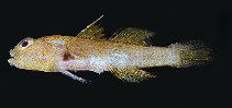 To FishBase images (<i>Eviota lentiginosa</i>, Norfolk I., by Randall, J.E.)