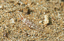 To FishBase images (<i>Eviota storthynx</i>, Philippines, by Hazes, B.)