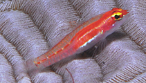 To FishBase images (<i>Eviota tetha</i>, Indonesia, by Erdmann, M.V.)